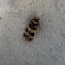 Oegoconia