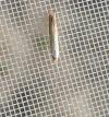 Coleophora