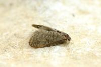 Proutia comitella