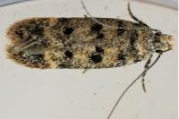 Bryotropha