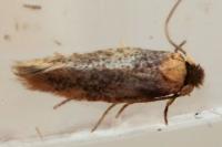 Zimmermannia