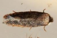 Zimmermannia