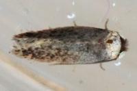 Zimmermannia