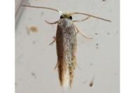 Zimmermannia