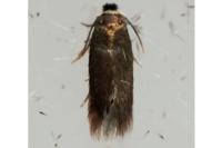 Zimmermannia