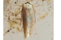 Zimmermannia