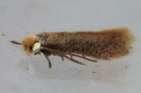 Stigmella