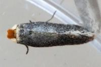 Stigmella