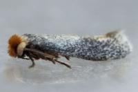 Stigmella