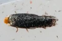 Stigmella