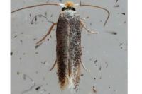Stigmella