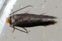 Stigmella