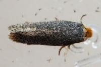 Stigmella