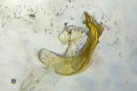 Aethes flagellana