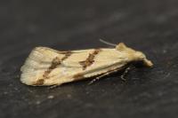 Aethes flagellana