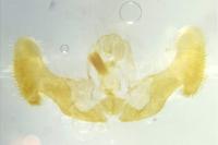 Eucosma gr. hohenwartiana