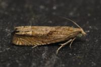 Eucosma gr. hohenwartiana