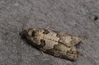 Cnephasia stephensiana