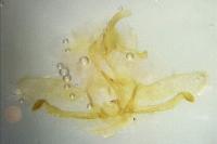 Cnephasia stephensiana