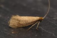 Nematopogon metaxella
