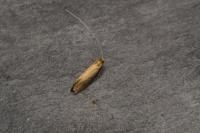 Nematopogon metaxella