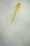 Nematopogon metaxella