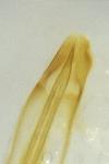 Nematopogon metaxella