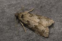 Cnephasia stephensiana