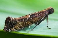 Acrolepiopsis vesperella