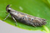 Rosetea rosetella