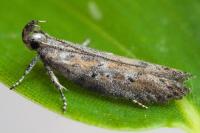 Rosetea rosetella