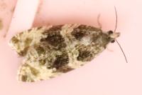 Orthotaenia undulana