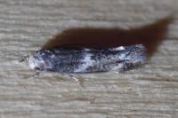 Elachista stabilella
