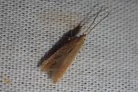 Coleophora flavipennella