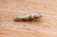 Cedestis gysseleniella