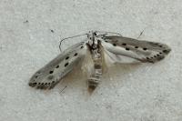 Ethmia terminella