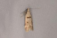 Mirificarma cytisella