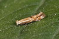 Bucculatrix maritima