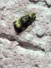 Endothenia gr. gentianaeana