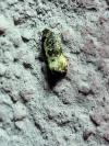 Endothenia gr. gentianaeana