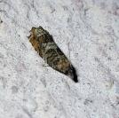 Ancylis achatana