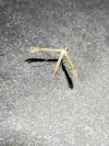 Stenoptilia
