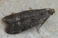Athrips rancidella