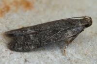 Athrips rancidella