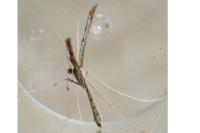 Agdistis