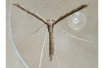 Agdistis
