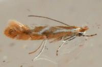 Phyllonorycter