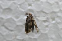 Ancylis achatana