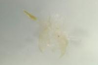 Batia lunaris
