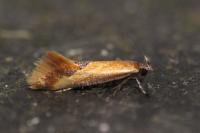 Batia lunaris